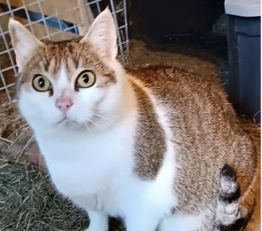 Don animaux Drôme St Barthelemy de Vals - 26240 - Photos Vivastreet Chat MISTY à l adoption