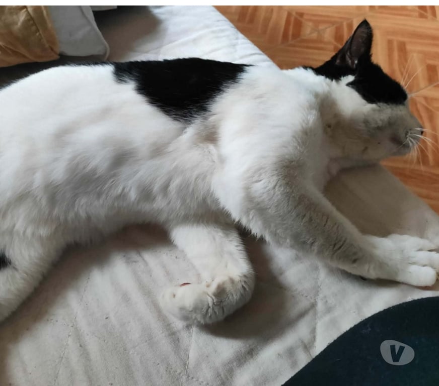 Don animaux Aude Carcassonne - Photos Vivastreet Boubou 2 ans A ADOPTER