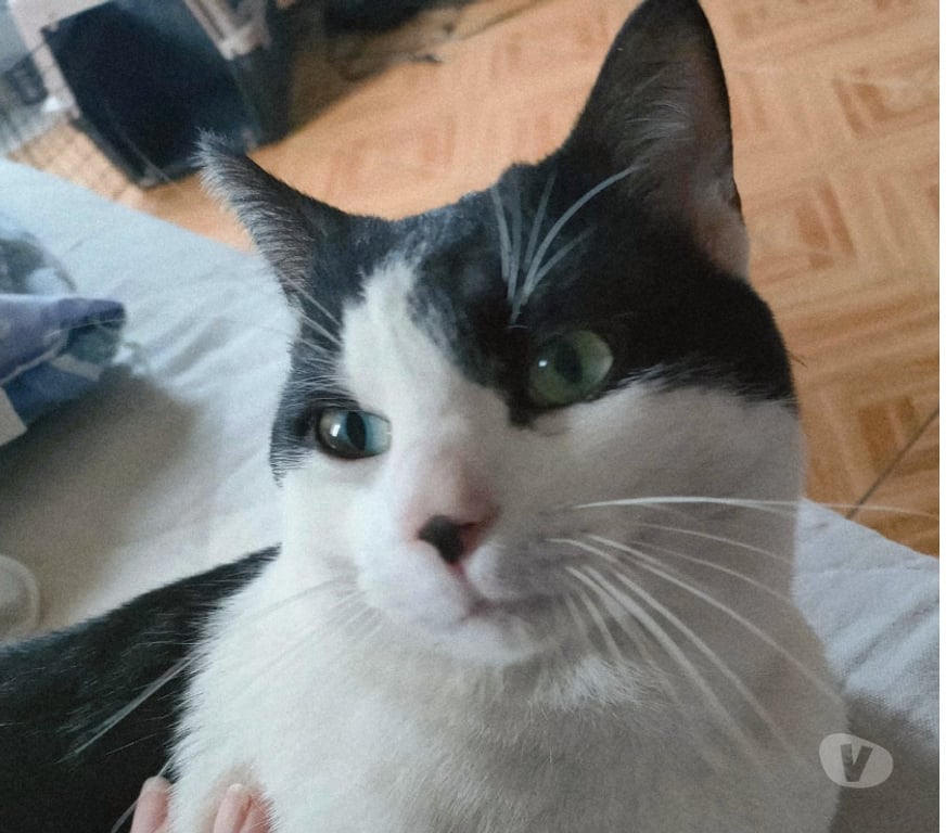 Don animaux Aude Carcassonne - Photos Vivastreet Boubou 2 ans A ADOPTER