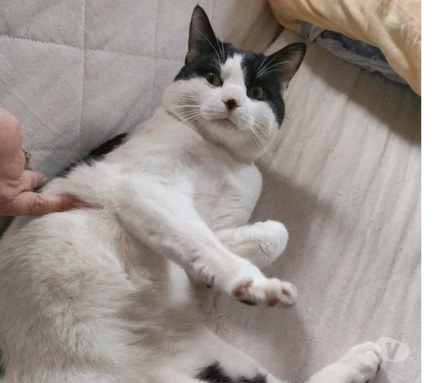 Don animaux Aude Carcassonne - Photos Vivastreet Boubou 2 ans A ADOPTER