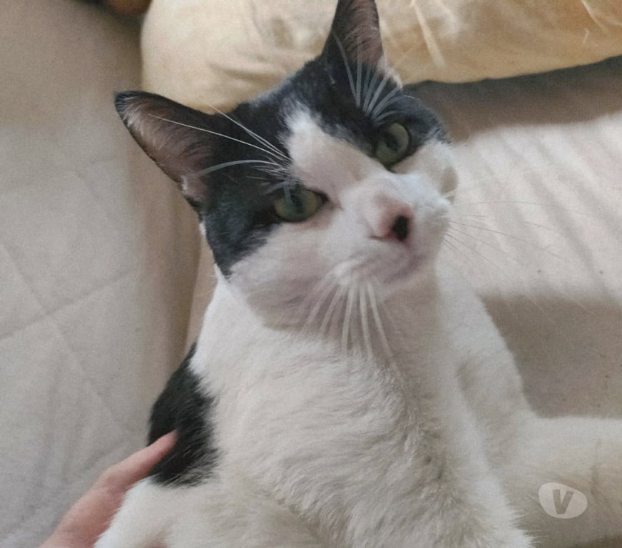 Don animaux Aude Carcassonne - Photos Vivastreet Boubou 2 ans A ADOPTER