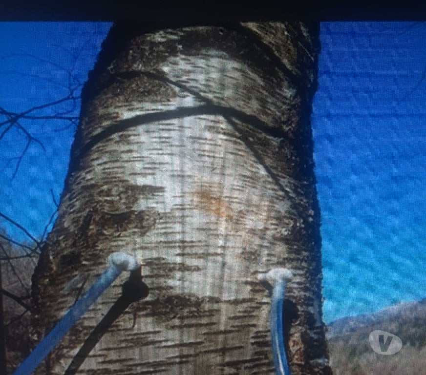  Bas-Rhin Dachstein - 67120 - Photos Vivastreet SÉVE de bouleau