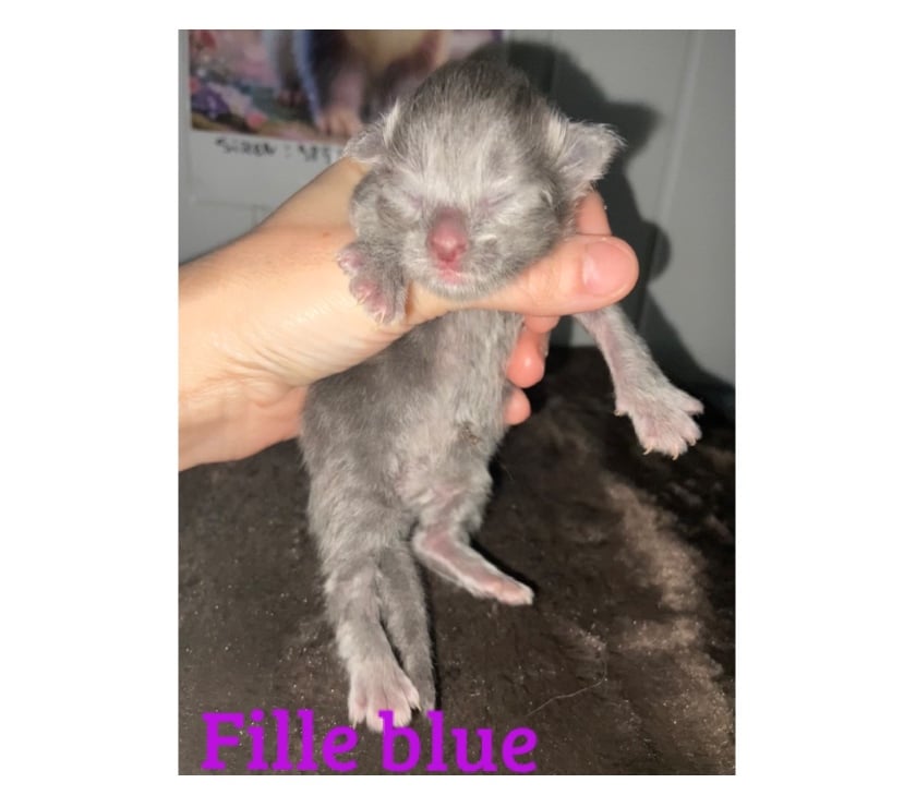 Vente Haut-Rhin Stosswihr - 68140 - Photos Vivastreet Chaton maine coon a réserver