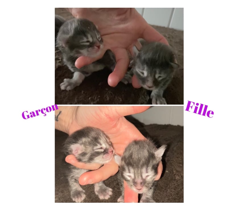 Vente Haut-Rhin Stosswihr - 68140 - Photos Vivastreet Chaton maine coon a réserver