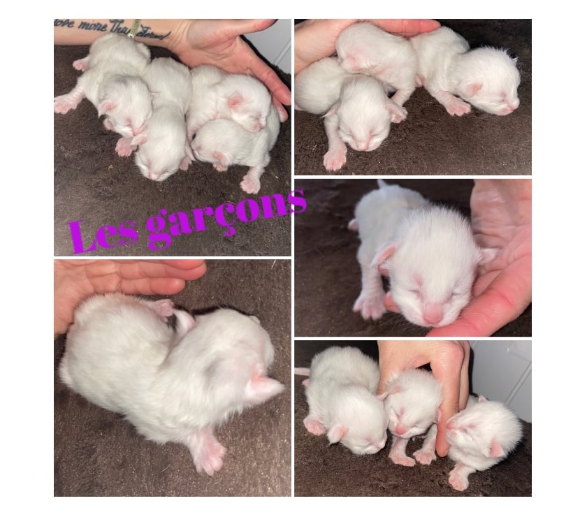 Photos Vivastreet Chaton maine coon a réserver