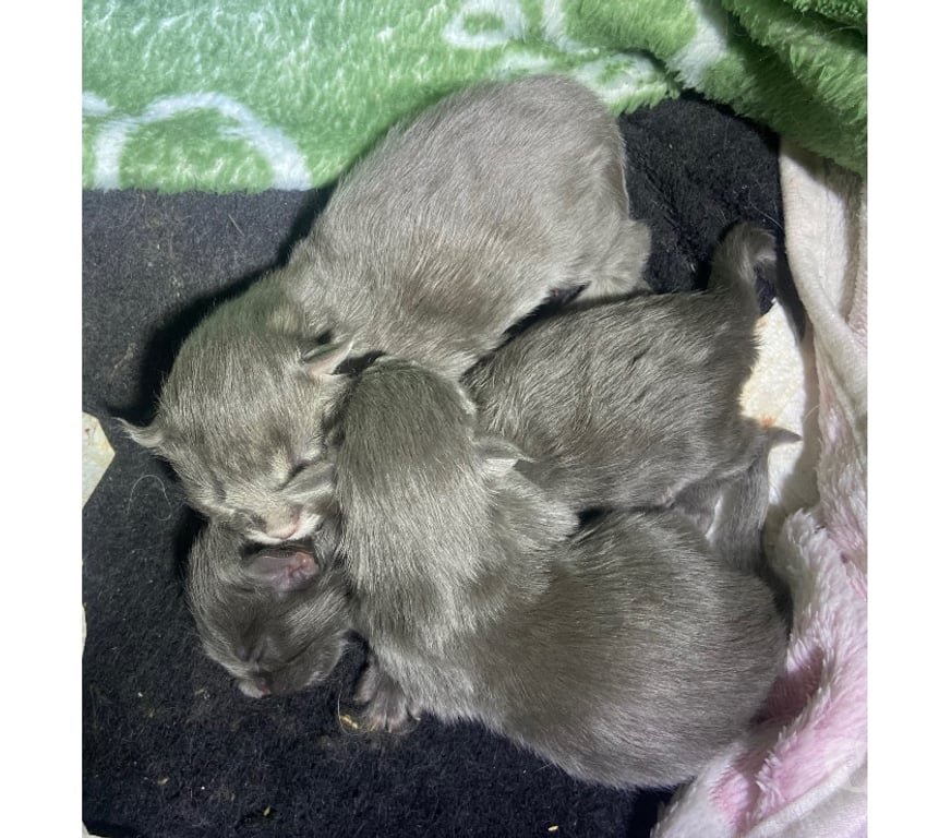 Vente Haut-Rhin Stosswihr - 68140 - Photos Vivastreet Chaton maine coon