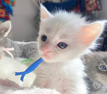 Photos Vivastreet Chaton maine coon a réserver