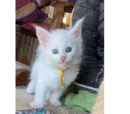 Vente animaux Stosswihr Haut-Rhin - Photos Vivastreet Chaton maine coon