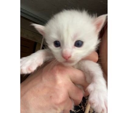 Vente animaux Stosswihr Haut-Rhin - Photos Vivastreet Chaton maine coon a réserver