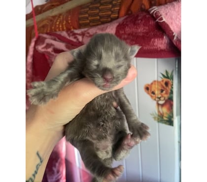 Vente animaux Stosswihr Haut-Rhin - Photos Vivastreet Chaton maine coon