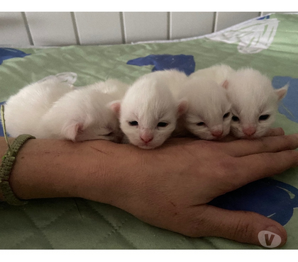 Vente animaux Stosswihr Haut-Rhin - Photos Vivastreet Chaton maine coon a réserver