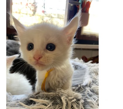 Vente animaux Stosswihr Haut-Rhin - Photos Vivastreet Chaton maine coon