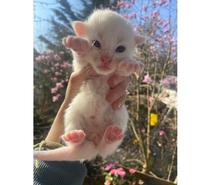 Vente animaux Stosswihr Haut-Rhin - Photos Vivastreet Chaton maine coon a réserver