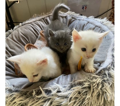 Vente animaux Stosswihr Haut-Rhin - Photos Vivastreet Chaton maine coon a réserver