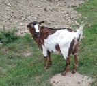 Balta, chèvre naine à adopter
