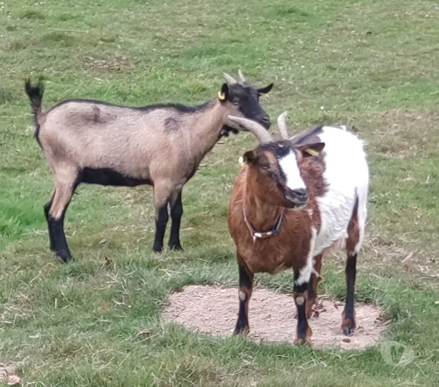 Vente Loire-Atlantique Abbaretz - 44170 - Photos Vivastreet Balta, chèvre naine à adopter