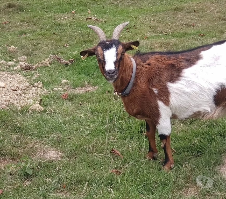 Vente Loire-Atlantique Abbaretz - 44170 - Photos Vivastreet Balta, chèvre naine à adopter