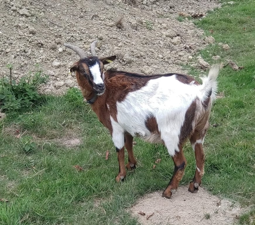 Vente Loire-Atlantique Abbaretz - 44170 - Photos Vivastreet Balta, chèvre naine à adopter