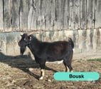 Bousk, bouc nain à adopter