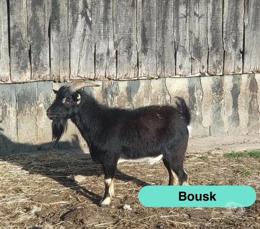 Vente Loire-Atlantique Abbaretz - 44170 - Photos Vivastreet Bousk, bouc nain à adopter