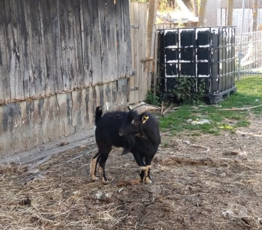 Vente Loire-Atlantique Abbaretz - 44170 - Photos Vivastreet Bousk, bouc nain à adopter