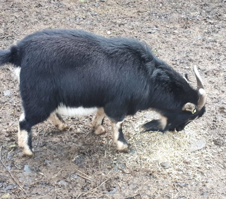 Vente Loire-Atlantique Abbaretz - 44170 - Photos Vivastreet Bousk, bouc nain à adopter