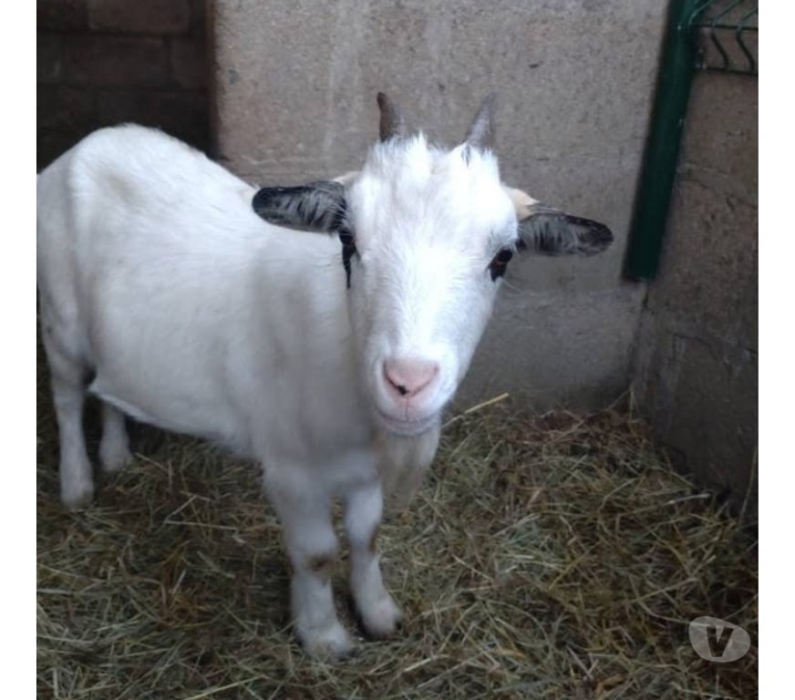 Vente Loire-Atlantique Abbaretz - 44170 - Photos Vivastreet Chimaira, chèvre naine à adopter