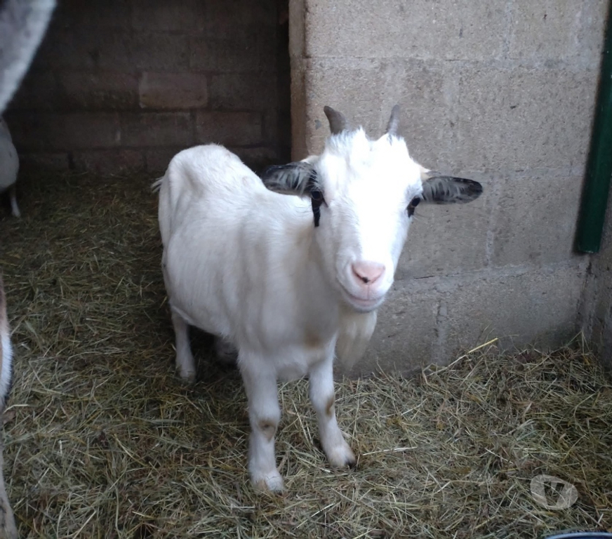 Vente Loire-Atlantique Abbaretz - 44170 - Photos Vivastreet Chimaira, chèvre naine à adopter