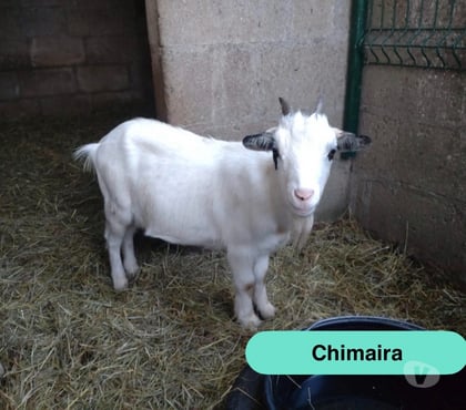 Vente animaux Abbaretz Loire-Atlantique - Photos Vivastreet Chimaira, chèvre naine à adopter