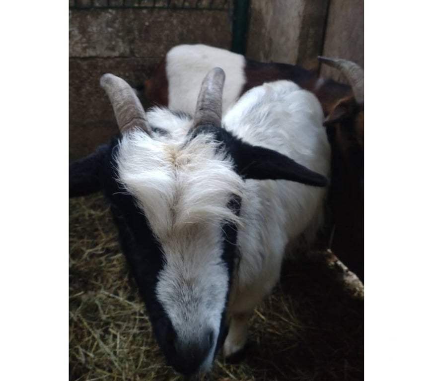 Vente Loire-Atlantique Abbaretz - 44170 - Photos Vivastreet Incubus, bouc nain à adopter