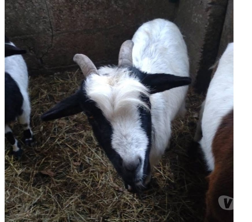 Vente Loire-Atlantique Abbaretz - 44170 - Photos Vivastreet Incubus, bouc nain à adopter