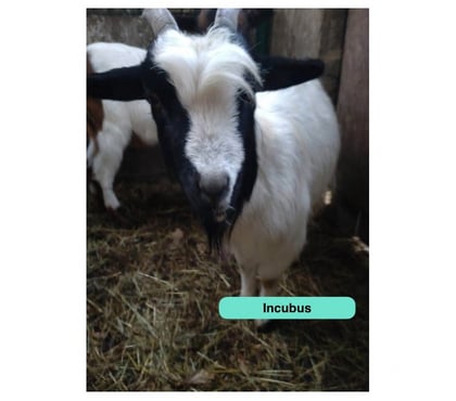 Vente animaux Abbaretz Loire-Atlantique - Photos Vivastreet Incubus, bouc nain à adopter
