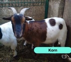 Korn, bouc nain à adopter