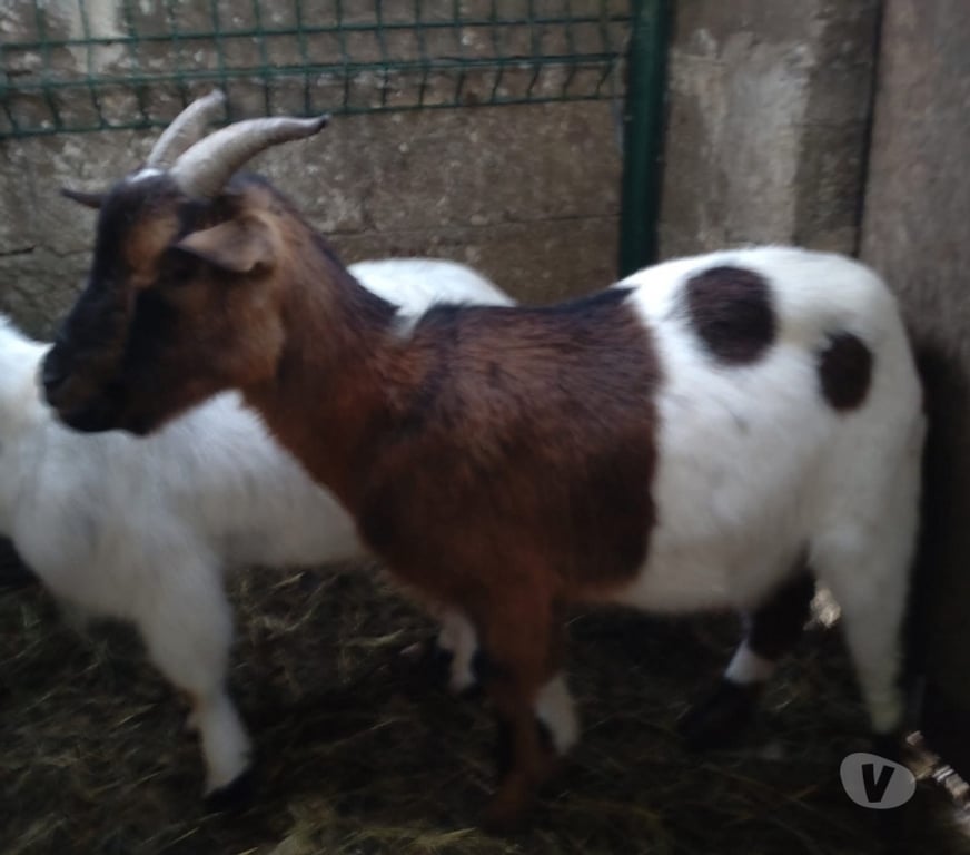 Vente Loire-Atlantique Abbaretz - 44170 - Photos Vivastreet Korn, bouc nain à adopter