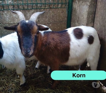 Vente animaux Abbaretz Loire-Atlantique - Photos Vivastreet Korn, bouc nain à adopter