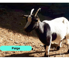 Paige, chèvre naine à adopter