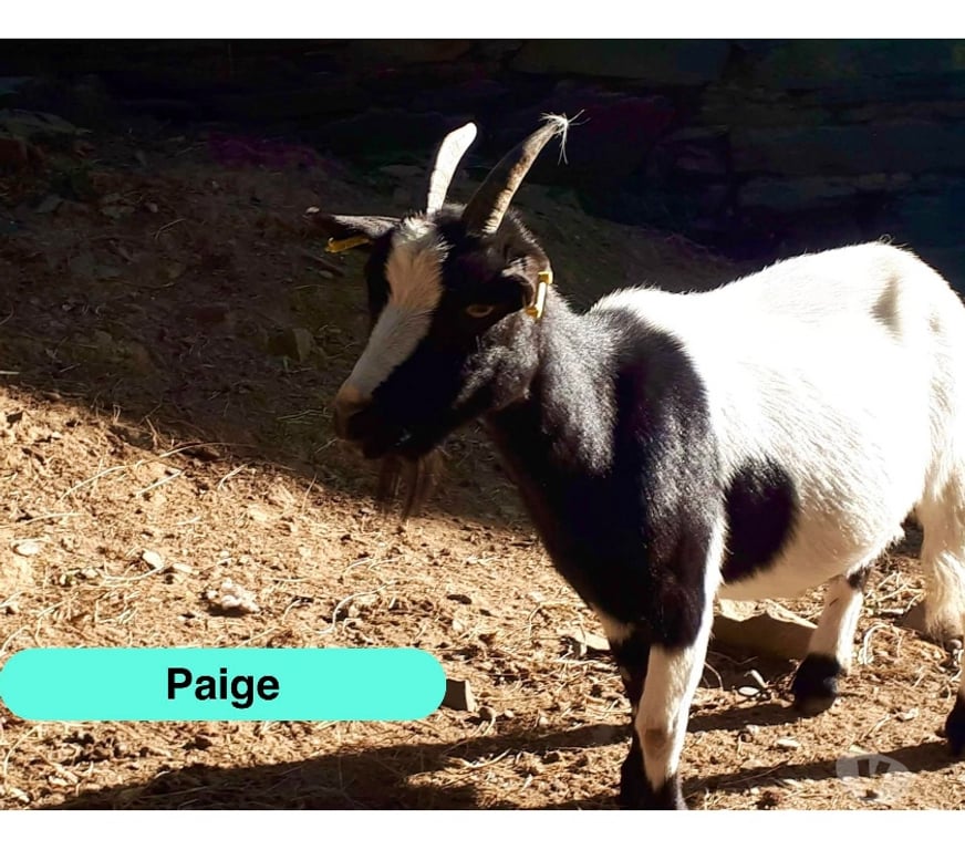 Vente Loire-Atlantique Pierric - 44290 - Photos Vivastreet Paige, chèvre naine à adopter