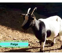 Photos Vivastreet Paige, chèvre naine à adopter