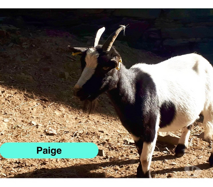 Vente animaux Pierric Loire-Atlantique - Photos Vivastreet Paige, chèvre naine à adopter