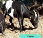 Phoebe, chèvre naine à adopter