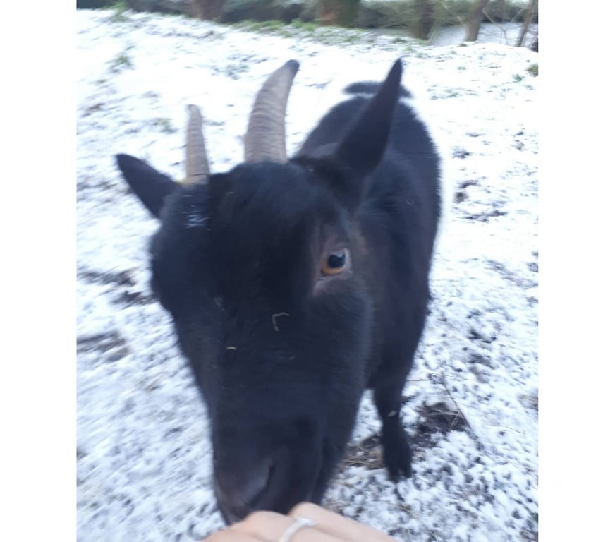 Vente Loire-Atlantique Pierric - 44290 - Photos Vivastreet Phoebe, chèvre naine à adopter