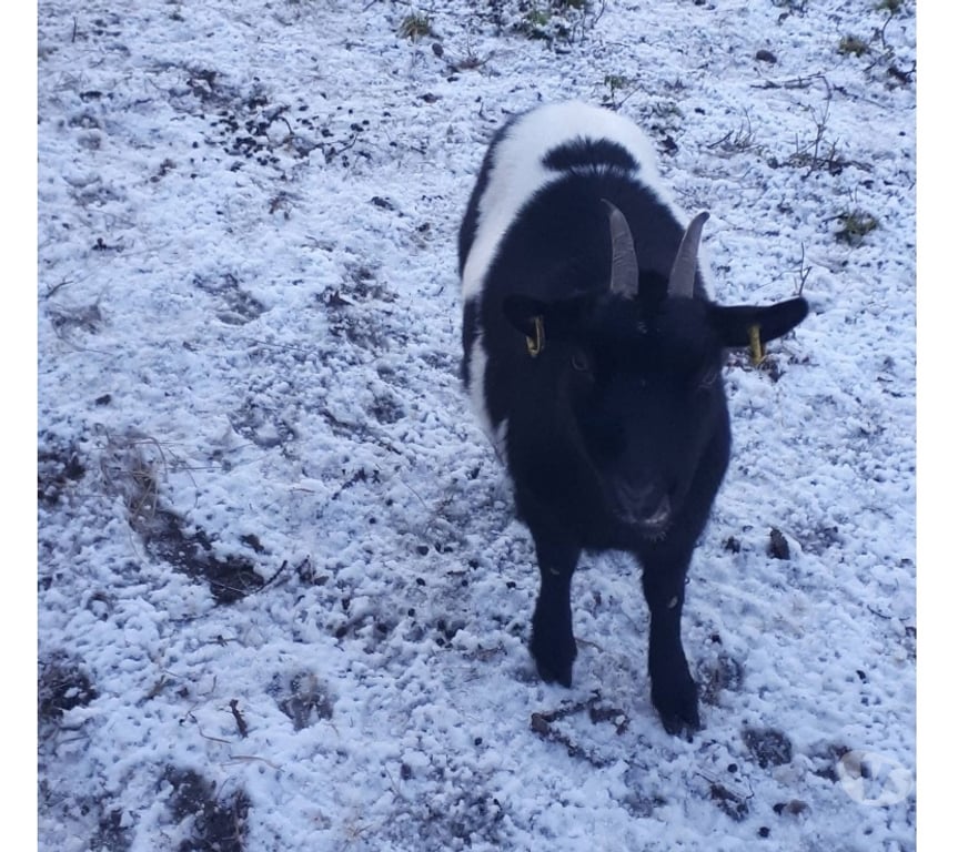 Vente Loire-Atlantique Pierric - 44290 - Photos Vivastreet Phoebe, chèvre naine à adopter