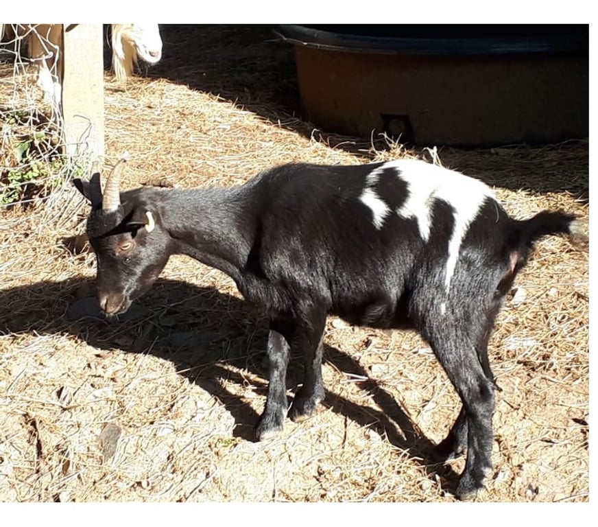 Vente Loire-Atlantique Pierric - 44290 - Photos Vivastreet Piper, chèvre naine à adopter