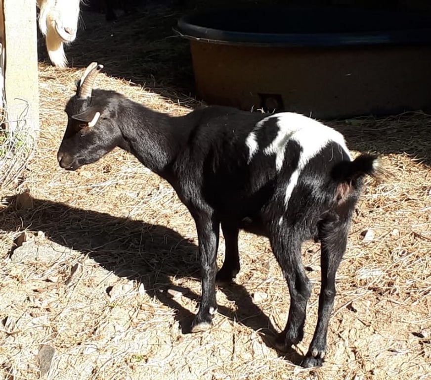 Vente Loire-Atlantique Pierric - 44290 - Photos Vivastreet Piper, chèvre naine à adopter