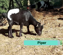 Photos Vivastreet Piper, chèvre naine à adopter