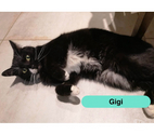 Gigi, jeune chat noir et blanc à adopter