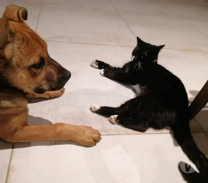 Vente Loire-Atlantique St Mars la Jaille - 44540 - Photos Vivastreet Gigi, jeune chat noir et blanc à adopter