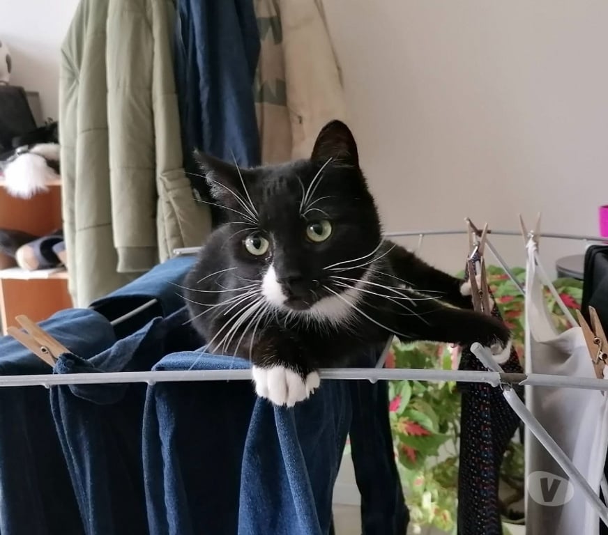 Vente Loire-Atlantique St Mars la Jaille - 44540 - Photos Vivastreet Gigi, jeune chat noir et blanc à adopter