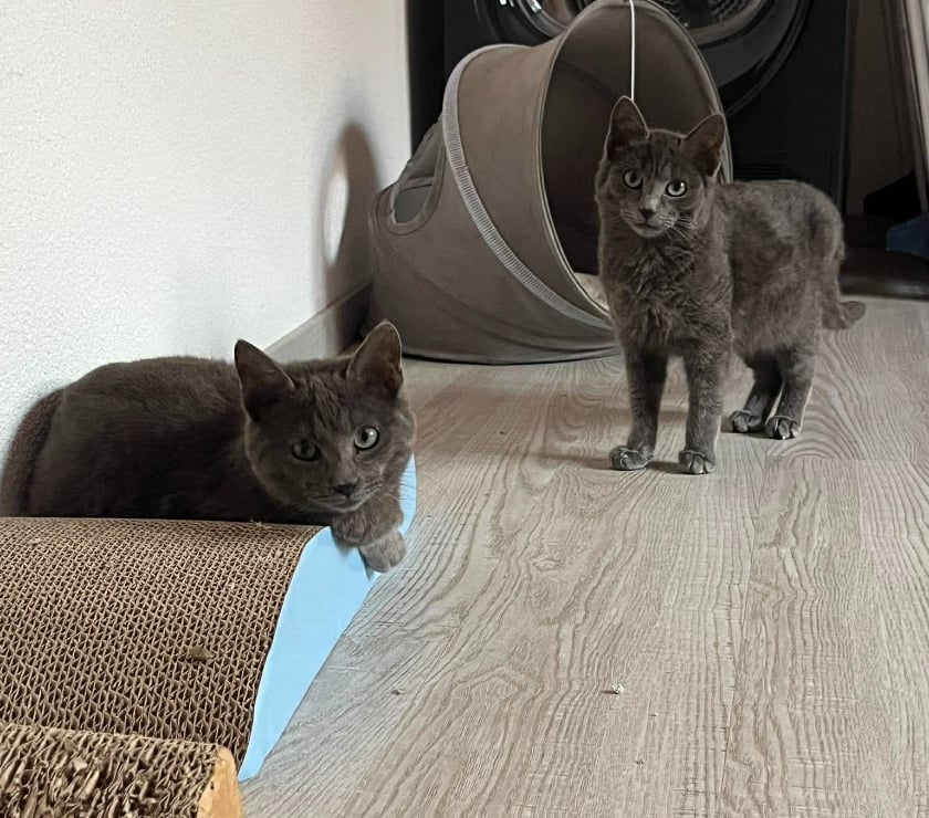 Adoption animaux Carcassonne Carcassonne - Photos Vivastreet Boule et Bill deux frères a l'adoption