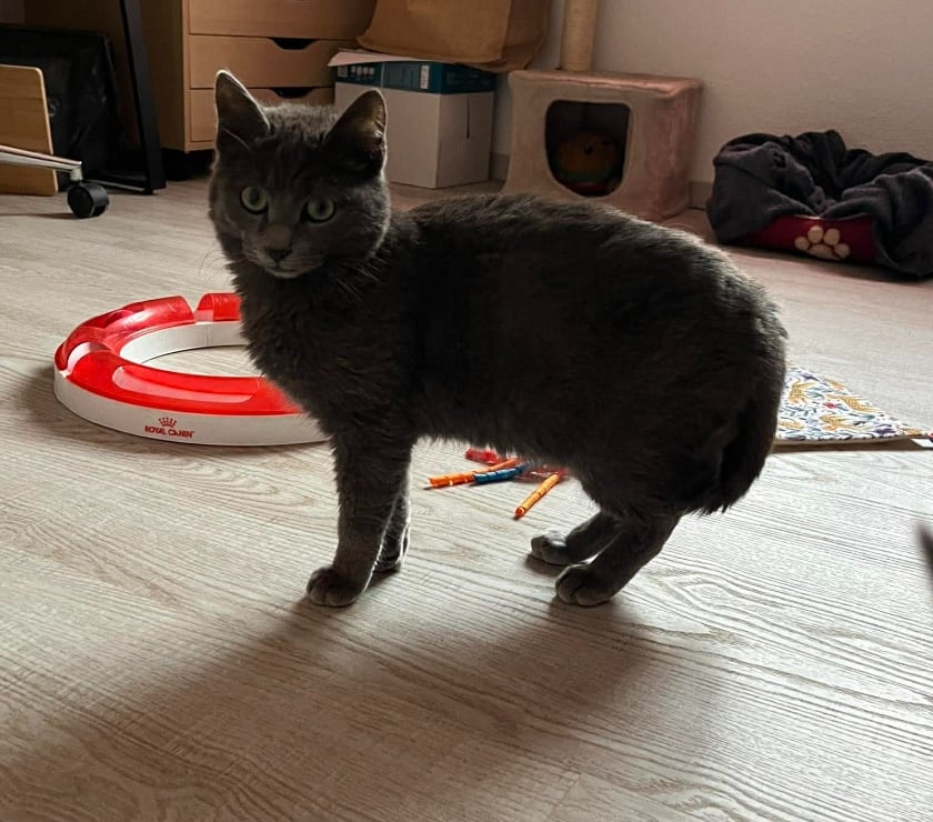 Don animaux Aude Carcassonne - Photos Vivastreet Boule et Bill deux frères a l'adoption